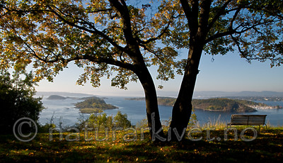 BB 11 0163 / Acer platanoides / Spisslønn